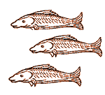 Fish - medieval woodcut